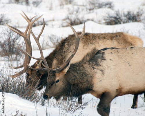 Male Elk in Rocky Mountain National Park