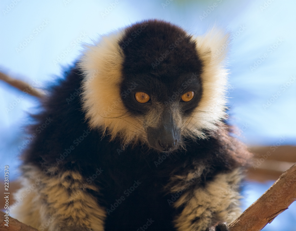 Obraz premium Black and White Ruffed Lemur (Varecia variegata)
