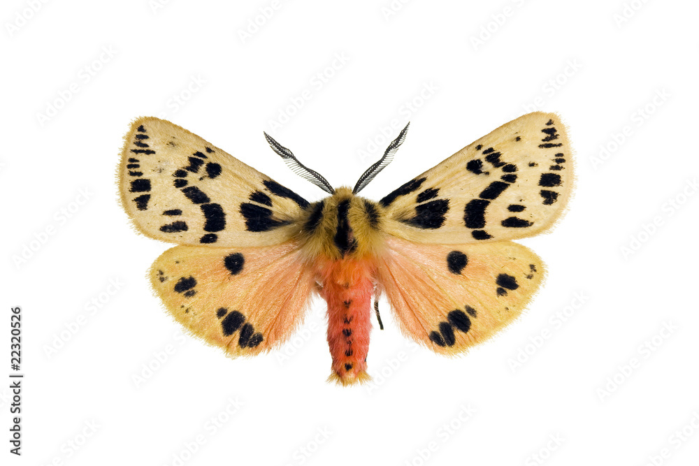 Fototapeta premium Crimson tiger moth, Spilosoma curvata
