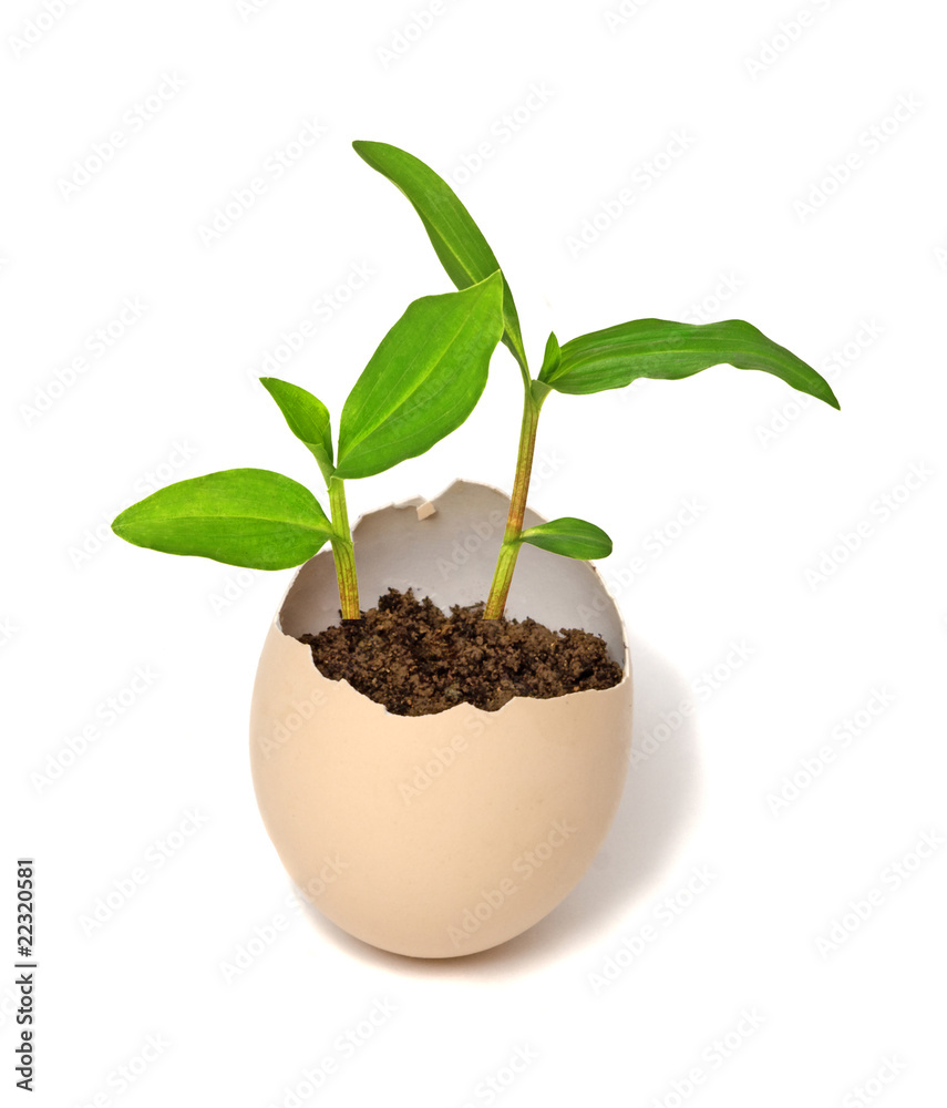 Plant hatching from an egg Plant hatching from an egg