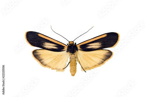 Lichen moth, Manulea replana