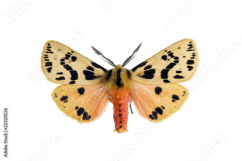 Crimson tiger moth, Spilosoma curvata