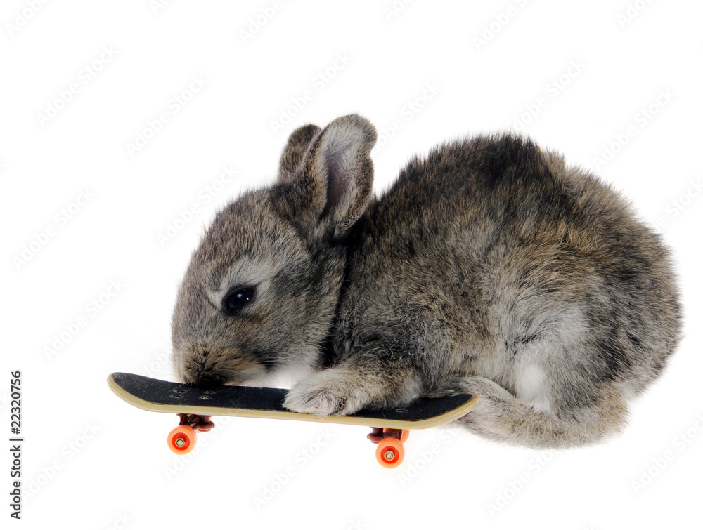 Obraz premium Little rabbit on a skateboard