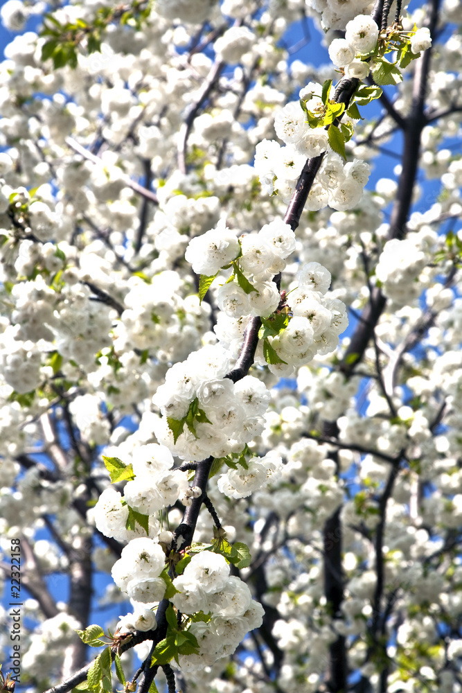 Close-up branch of bloom in spring Close-up branch of bloom in spring