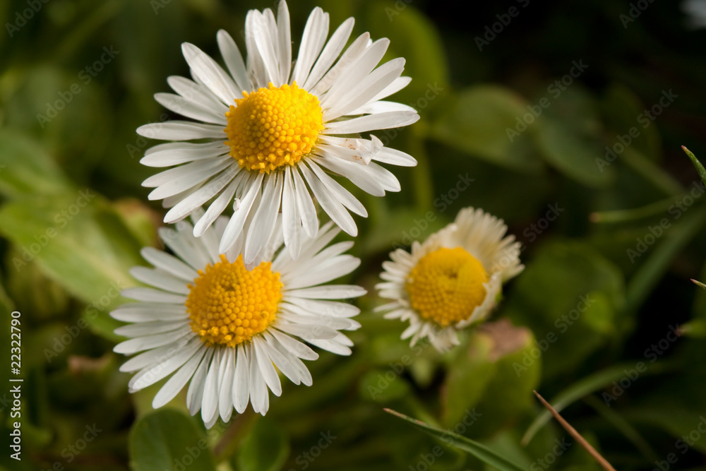 Field flowers Field flowers