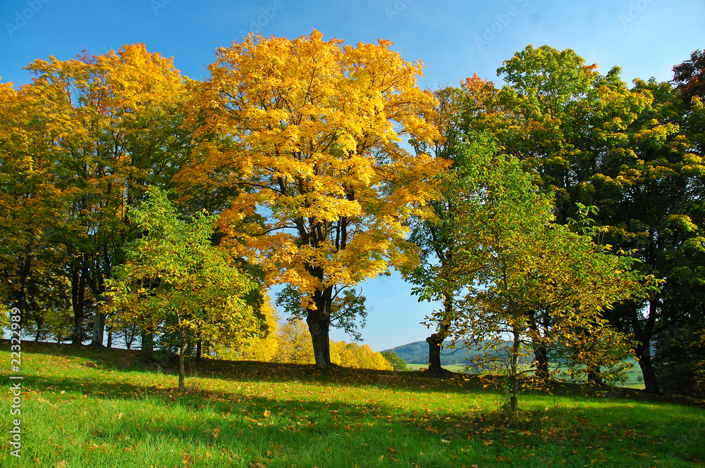 Naklejka premium Alley in autumn