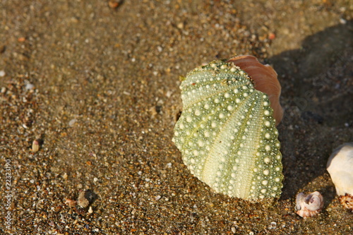 Sea urchin shell on beach