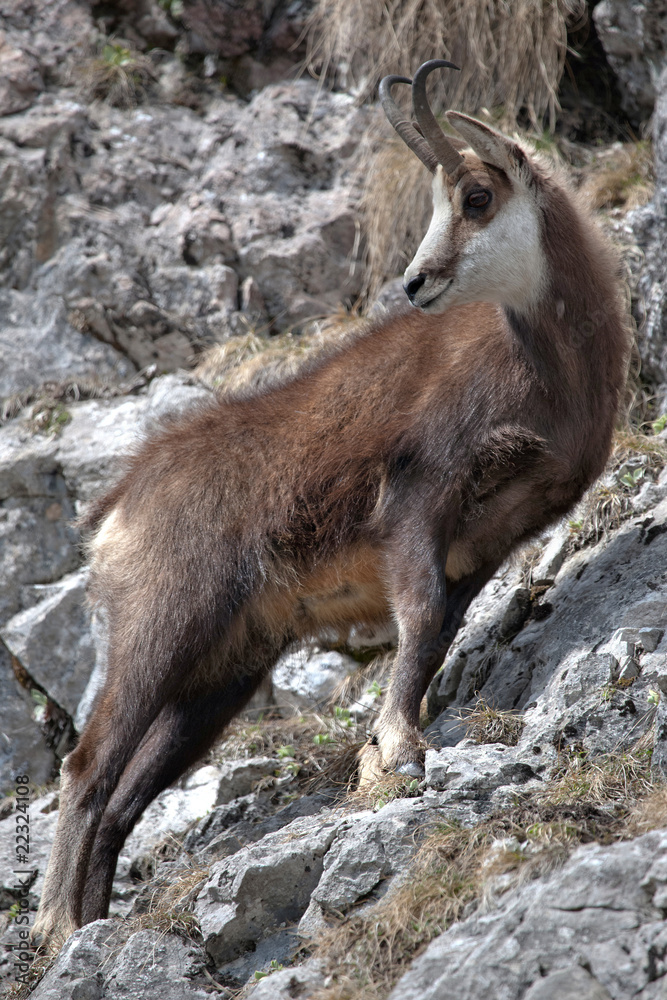 Naklejka premium Chamois