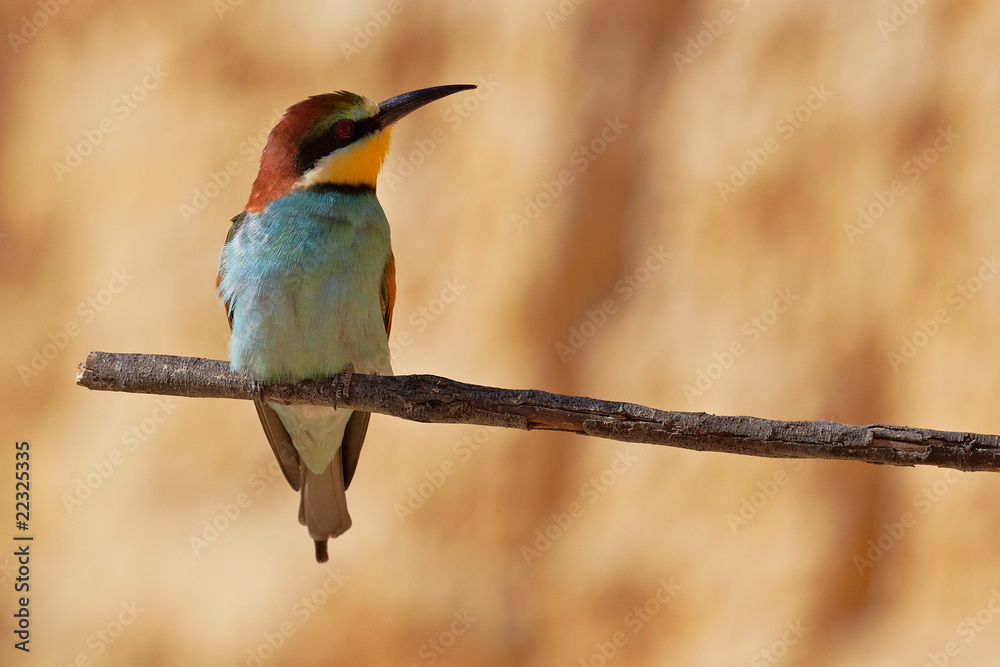 Obraz premium European bee-eater on a branch