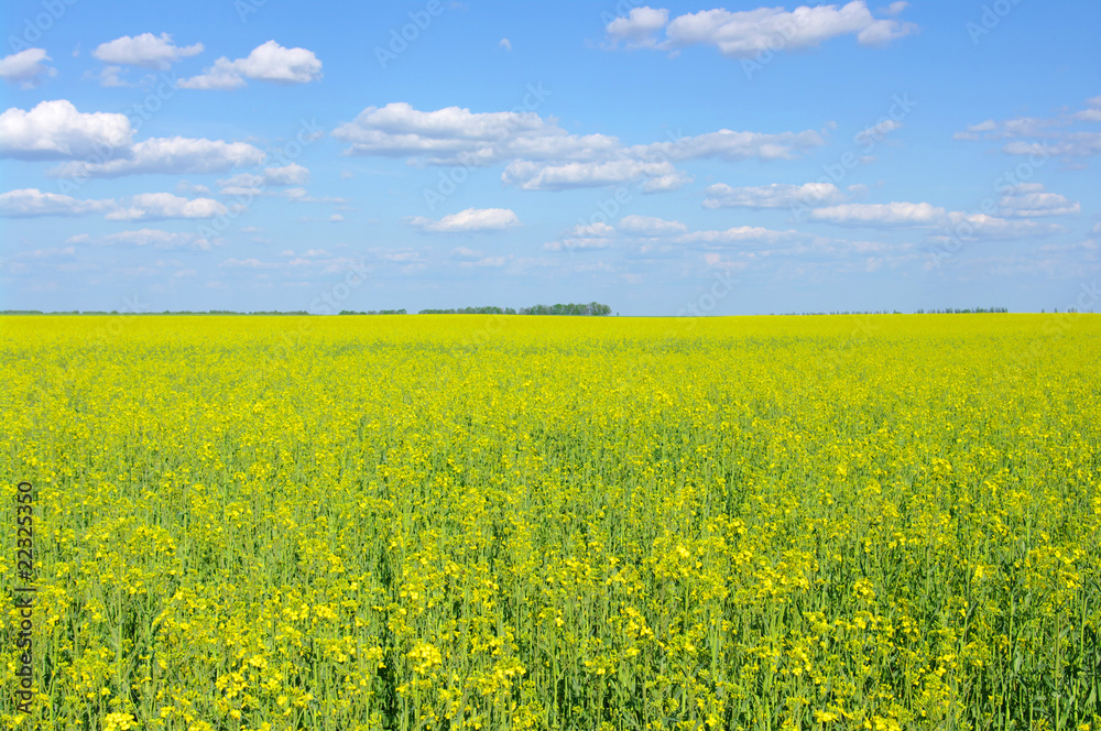 gold field