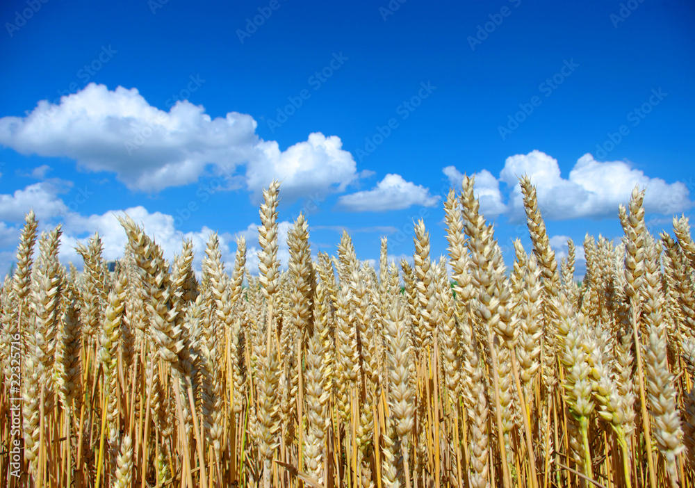 Wheat on sky Wheat on sky