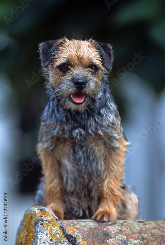 Foto border terrier assis de face