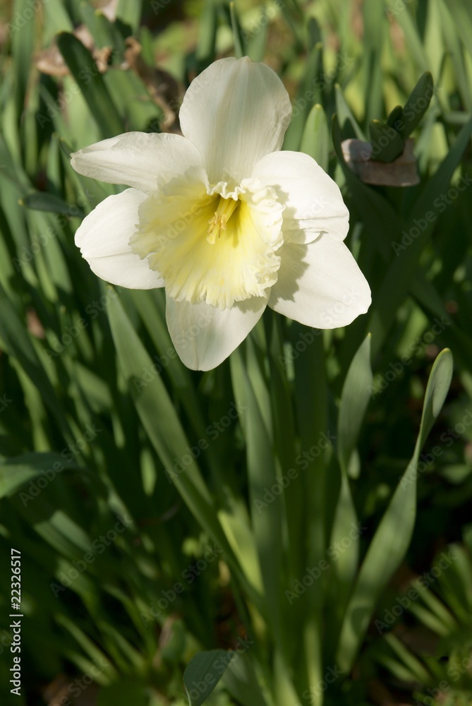 white and yellow daffodil