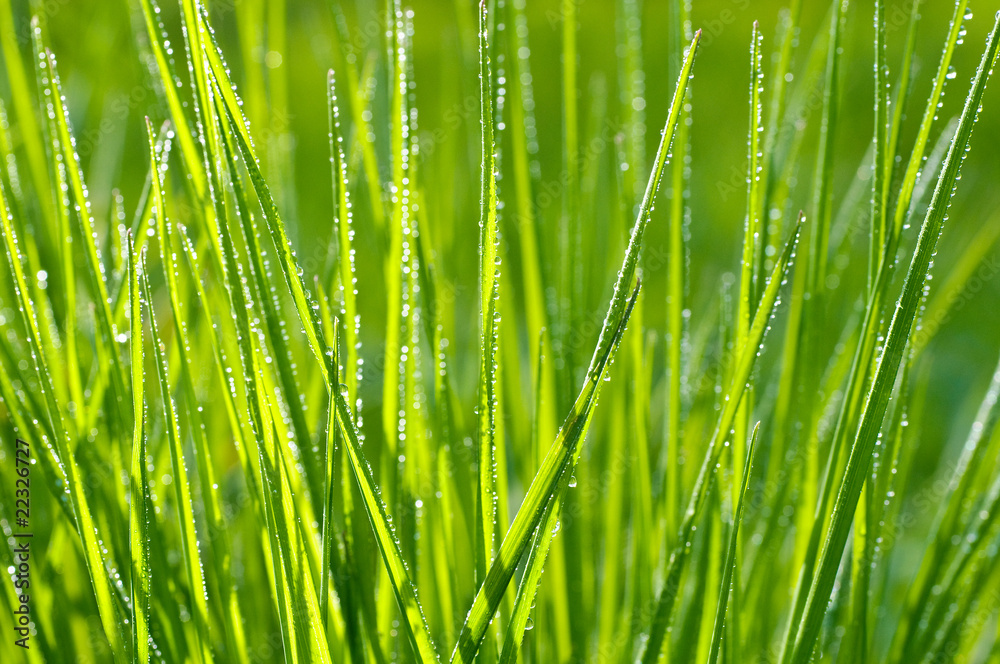 Naklejka premium Morgentau