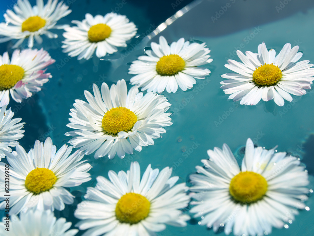 Fototapeta premium White Daisies in water