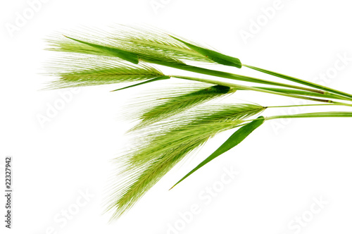 Tela barley spikes