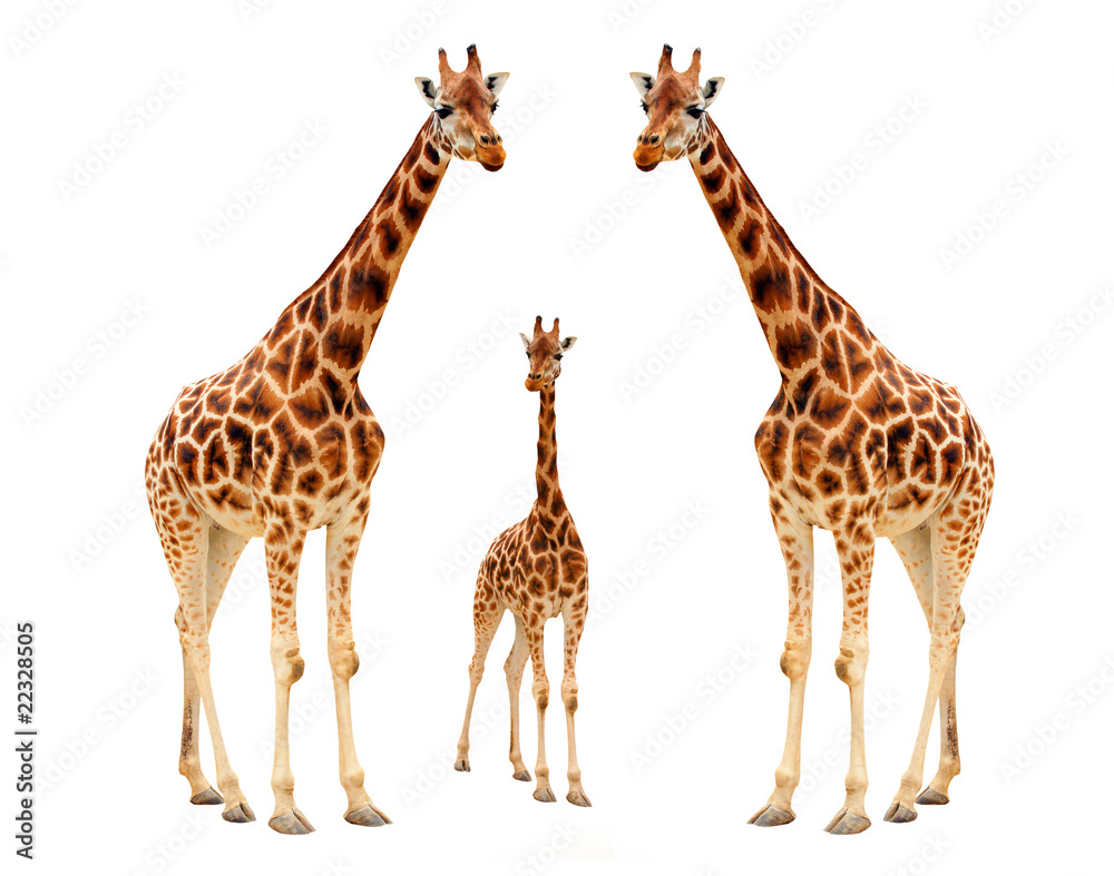 Obraz premium The giraffe (Giraffa camelopardalis).
