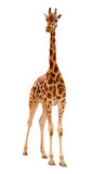The giraffe (Giraffa camelopardalis).