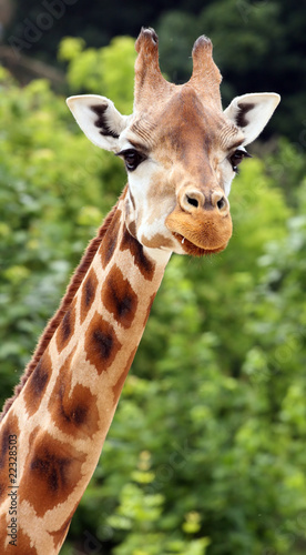 The giraffe (Giraffa camelopardalis).