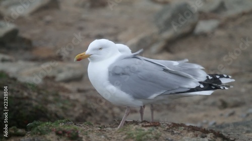 Goeland dans la tempête