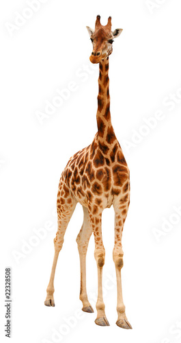 The giraffe (Giraffa camelopardalis). © Kletr