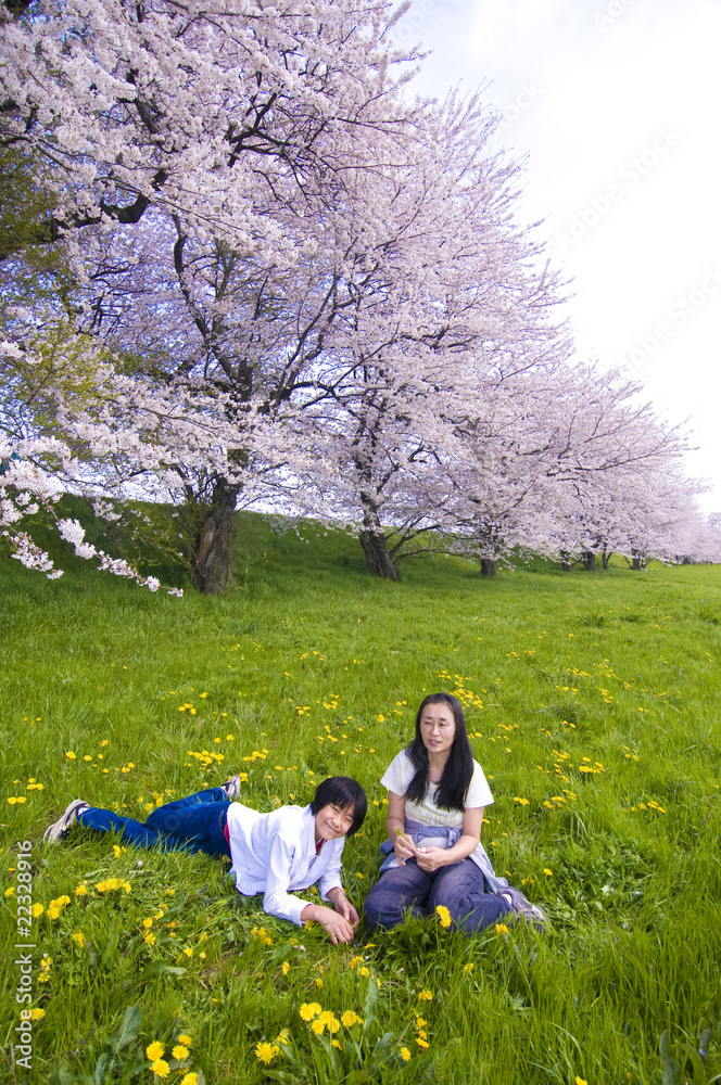 桜と親子 桜と親子
