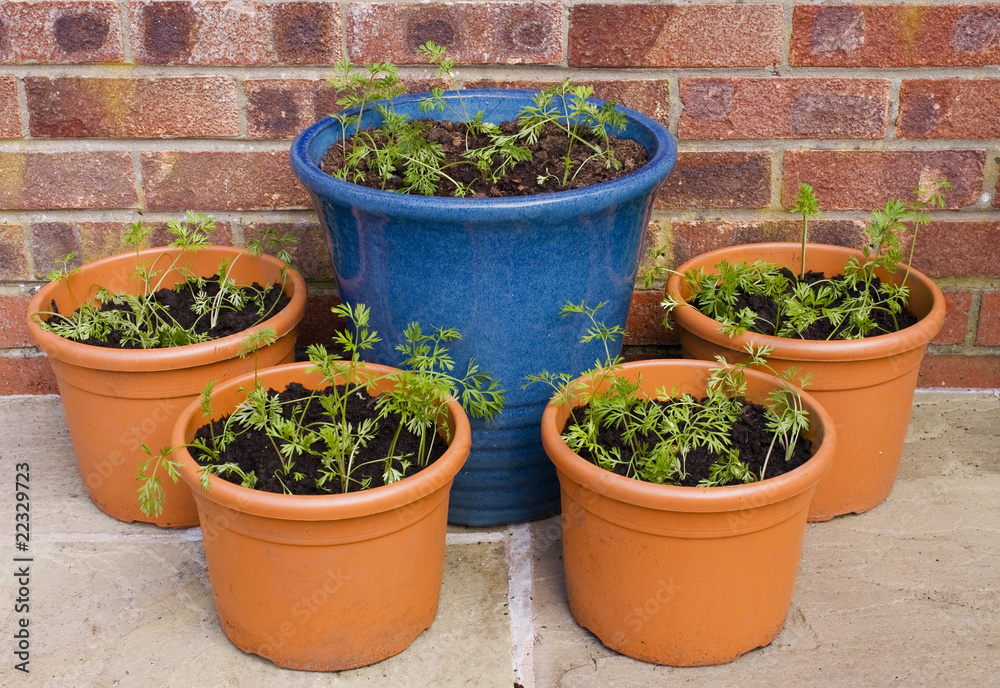 Carrot seedlings in pots