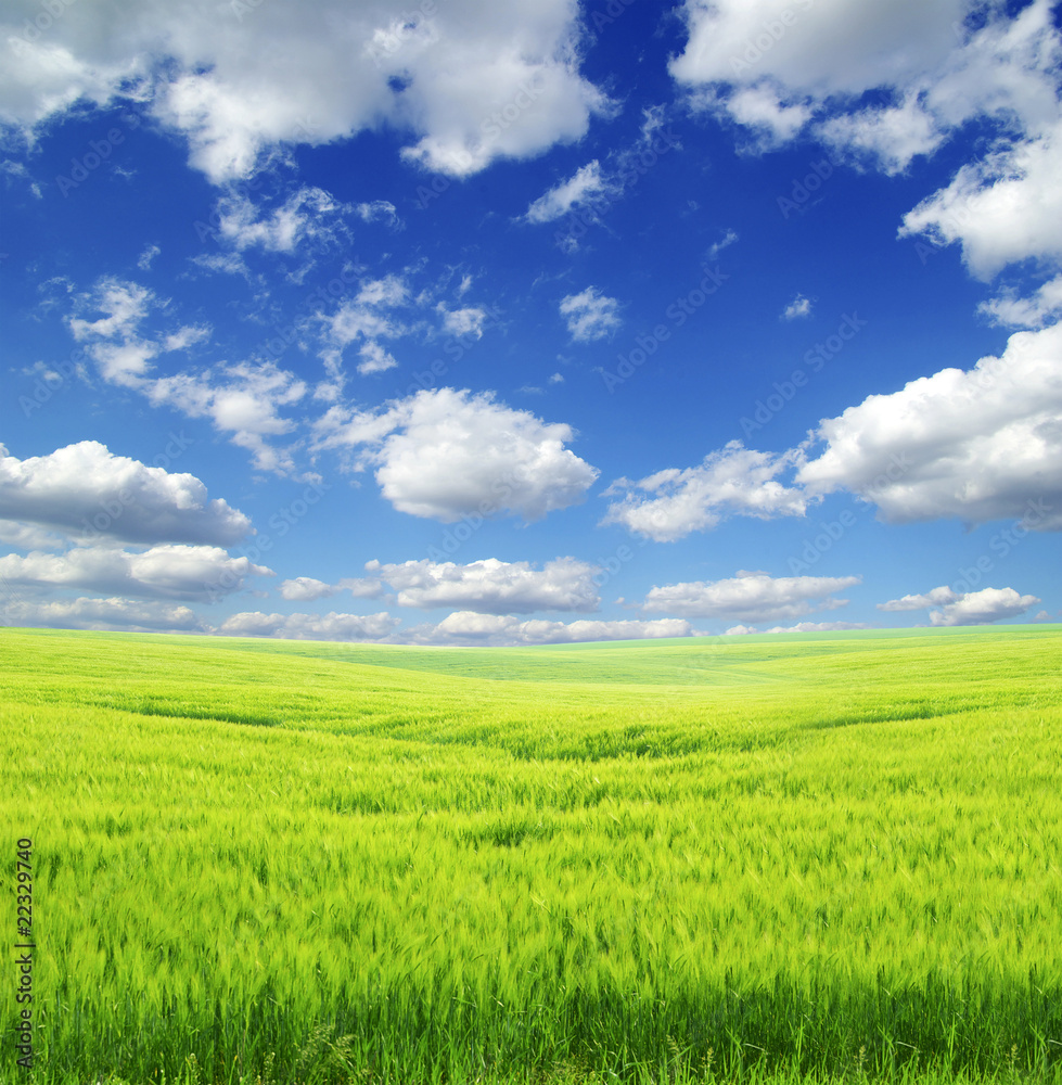 field field