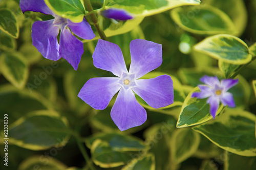Decorative varigated Ivy with purple flowers