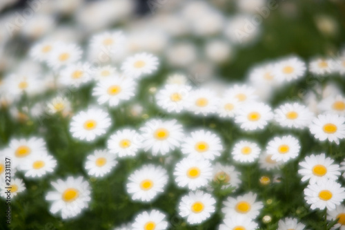 North Pole Daisy (Leucanthemum paludosum)