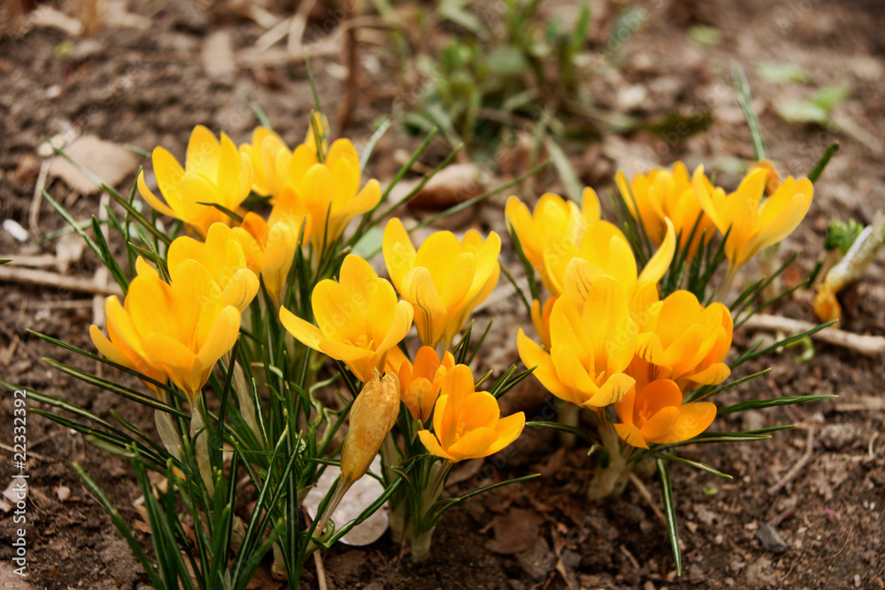 yellow crocuses