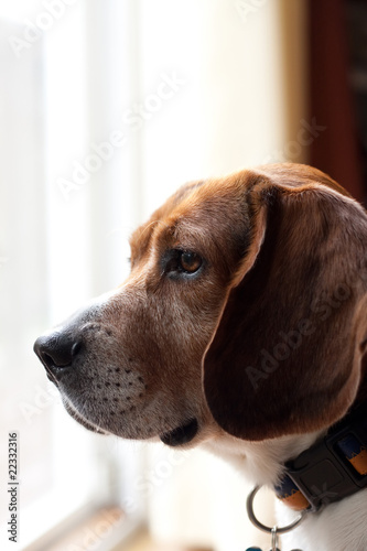Alert Beagle Dog