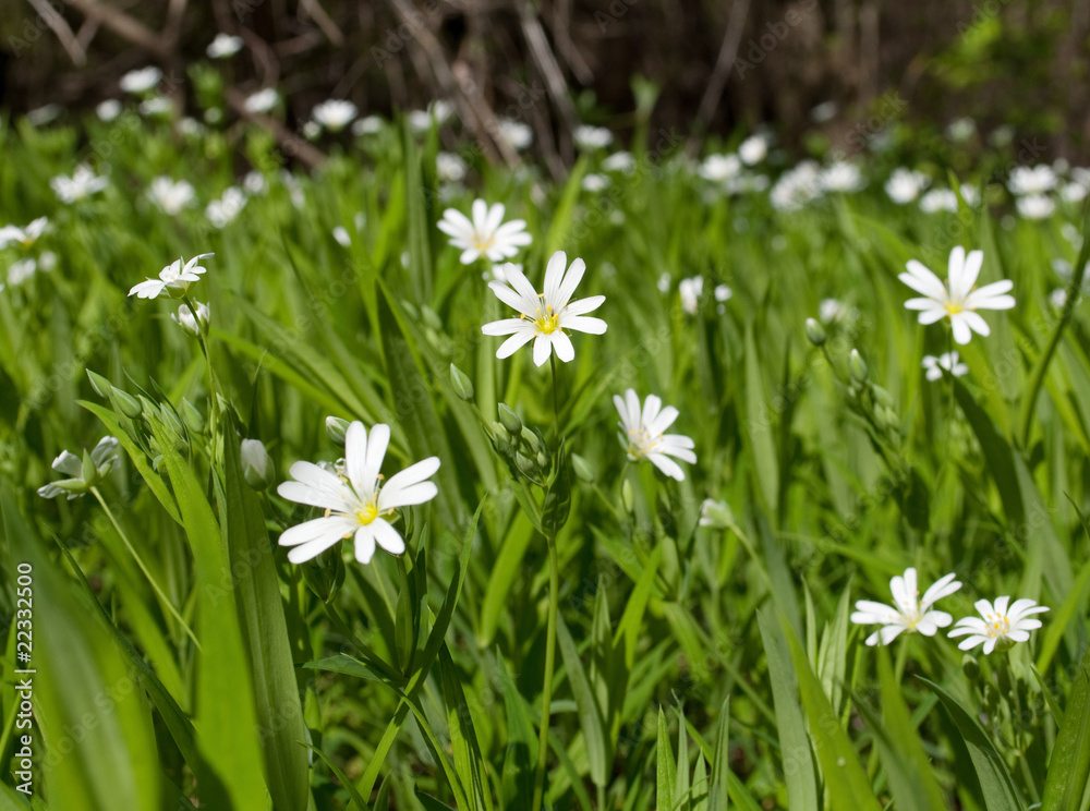 Meadow white flowers Meadow white flowers