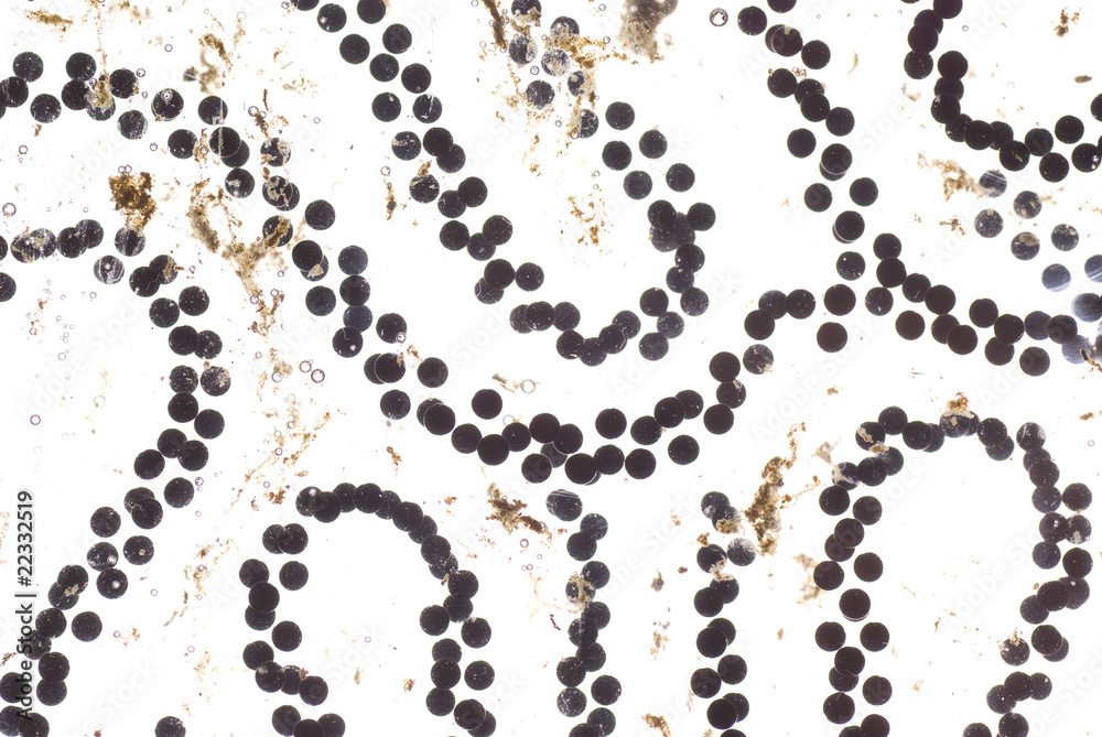 ovum tadpole ovum tadpole