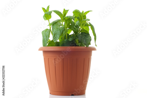 pot with mint isolated on white