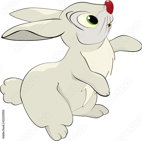 rabbit