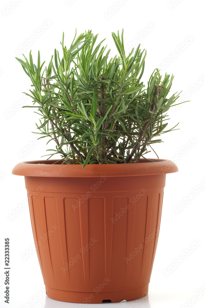 pot with rosemary isolated on white