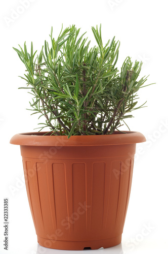 pot with rosemary isolated on white