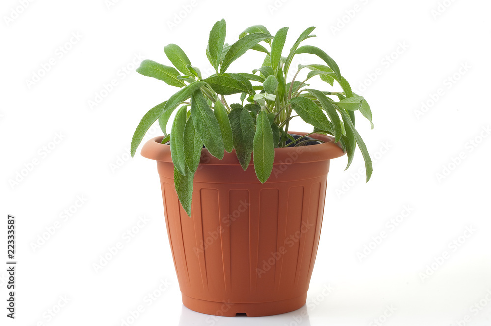 Fototapeta premium pot with sage isolated on white