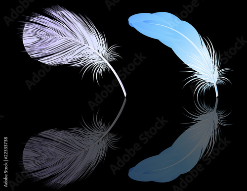 Feather reflection