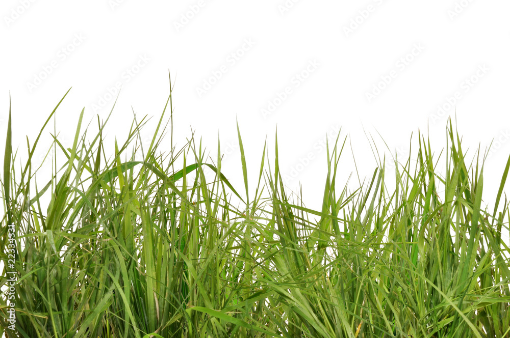 Fototapeta premium herbes sauvages sur fond blanc