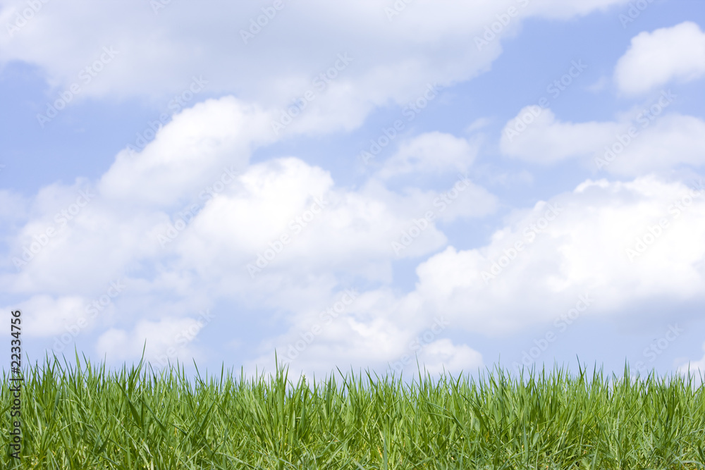 Obraz premium Ostergras