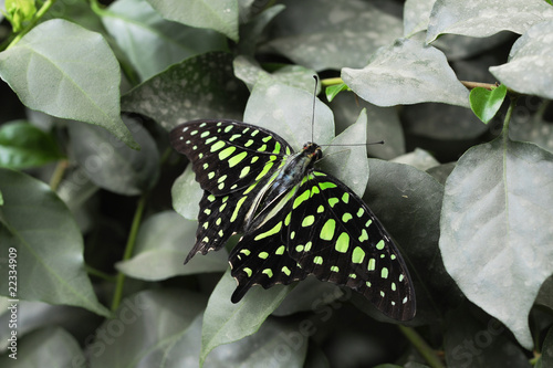 Graphium agamemnon photo