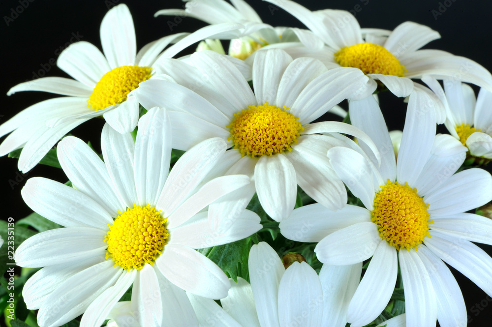 Fototapeta premium Blumenstrauß 4
