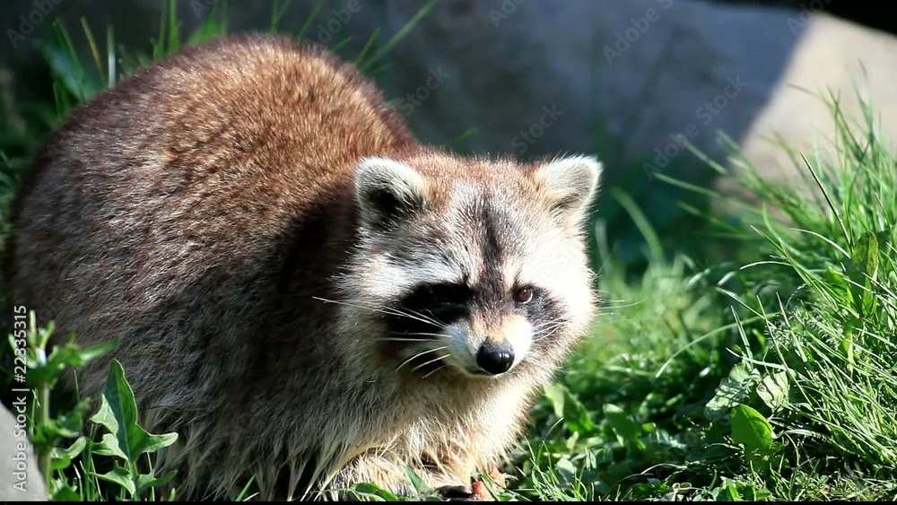 Waschbär