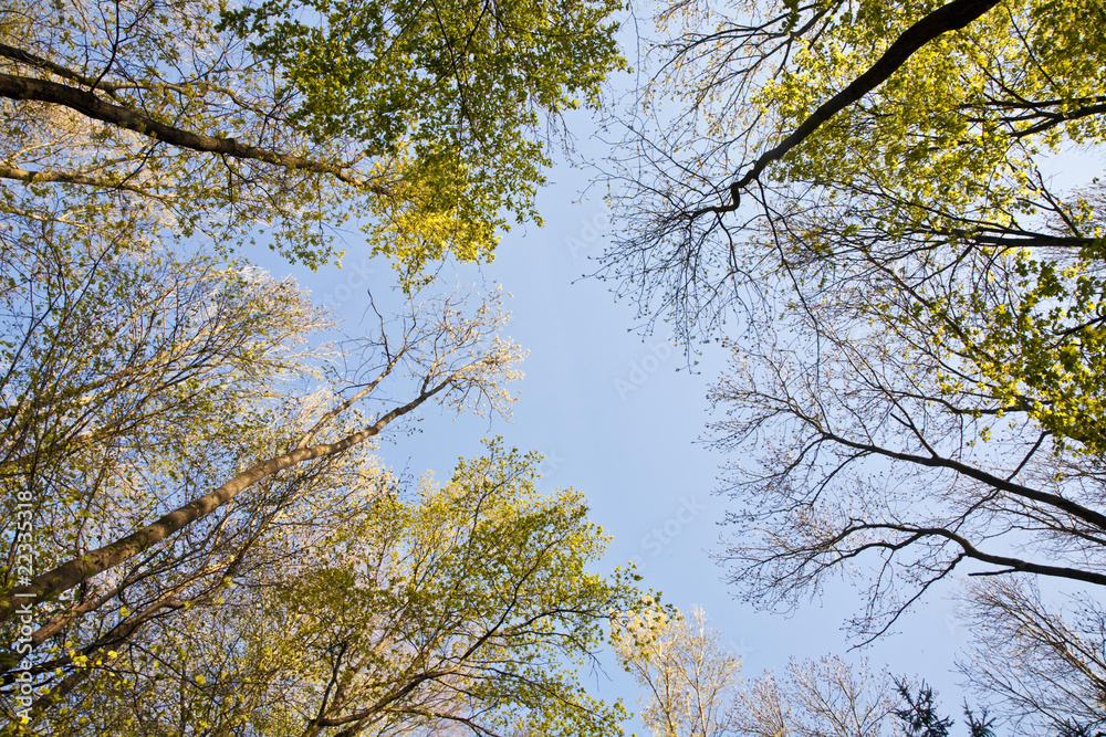 Fototapeta premium crown of tree with colorful leaves