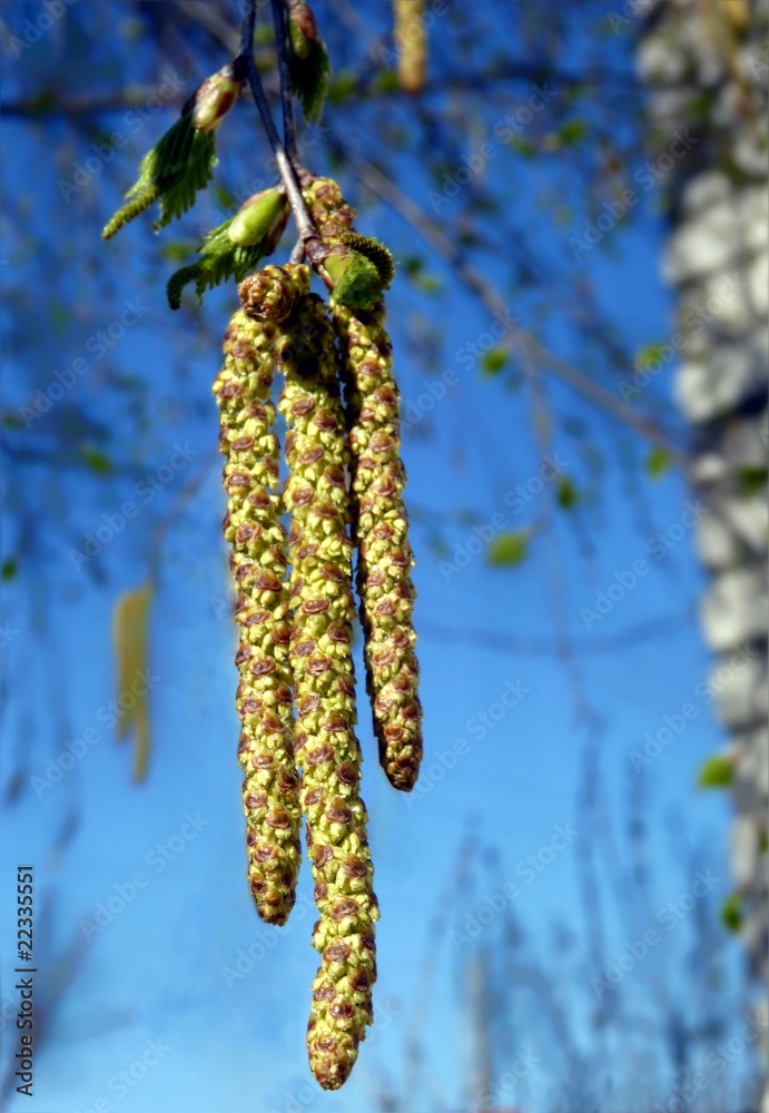 Naklejka premium Spring