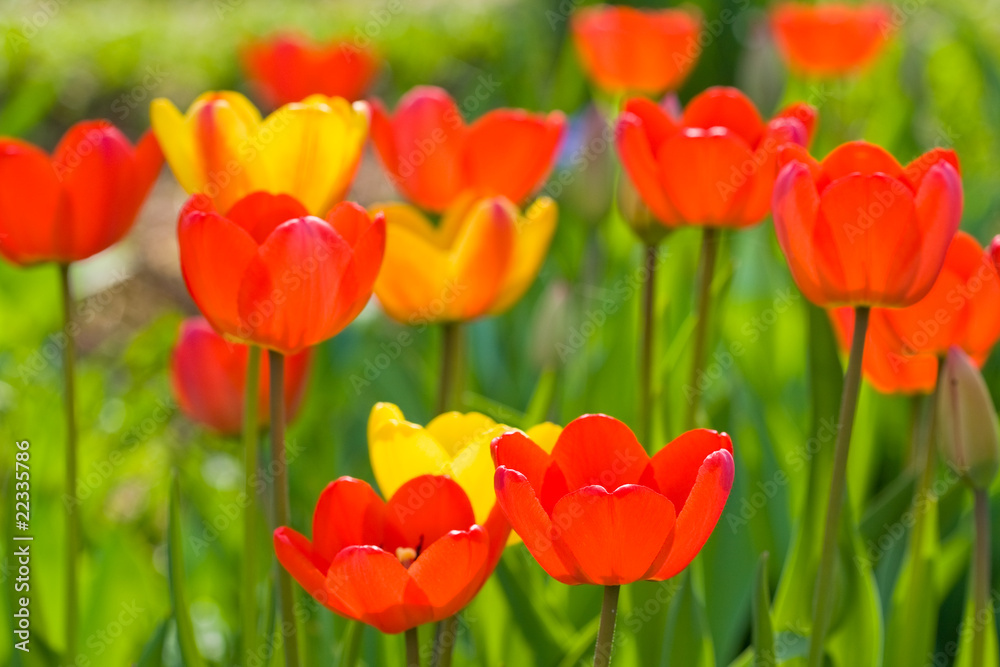 Many red and yellow tulips on green background