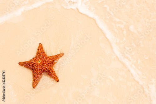 Red starfish on a sand beach