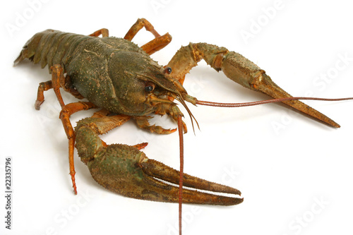 crawfish photo